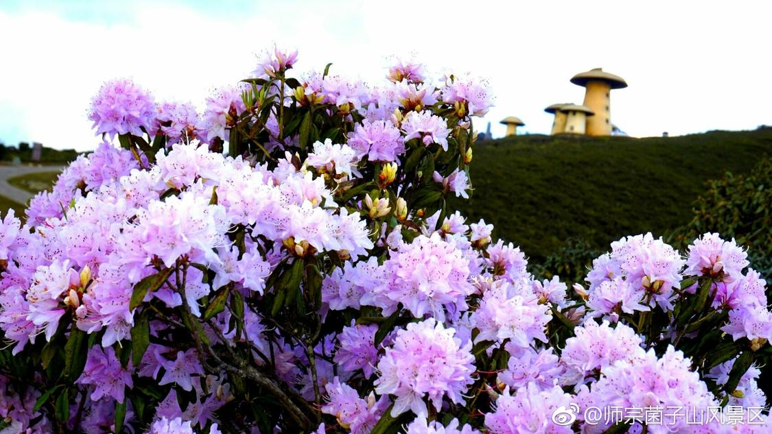 快手涨赞50个赞平台